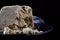 Big piece of sunflower and sesame halva on wooden table against black background