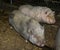 Big pig boar livestock couple