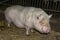Big pig boar livestock nose
