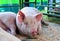 Big Pig in Pig Breeding farm, swine agricultural business,