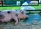 Big pig sleeping. Farm, swine agricultural business, background, texture. The Belagro 2019 International Trade Fair