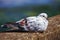 Big pigeon resting on a warm stone fence