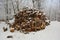 Big pile of beech firewood in forest