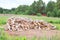 Big pile of birch wood in clearing surrounded by fence