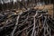 Big pile of cut down branches of hornbeam trees