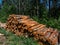 Big pile of cut down tree logs laying on the ground in a ditch in the forest on a sunny day. Deforestation concept