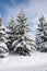 Big pine tree with lots of snow on it in the village warth austria