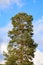 Big pine treetop against blue sky