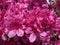 Big Pink Azalea Blossoms