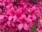 Big Pink Azalea Blossoms During Spring