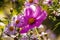 Big pink Cosmos bipinnatus flower surrounded by many tiny pink Aster flowers