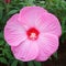 Big pink flower. Hibiscus rose mallow cultivated as ornamental plants