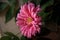 Big pink flower, raspberries green leaves on the wooden background