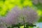 Big pink flowers of fluffy tree on blurred bright green  background