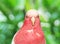 Big pink parrot in the jungle