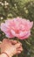 big pink peony flower in a man\'s hand. Beige toning of the photo