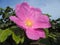 Big pink rosehip flower.