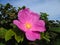 Big pink rosehip flower.