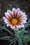 Big pink and white gazania flower