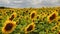 Big plantation of beautiful yellow blooming sunflowers