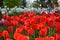 Big plantation of red tulips on sunny day in spring. Manufacture of growing flowers. Great floral exhibition in park. Close up