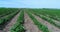Big plantation of strawberries, Strawberry field, Large well-kept strawberry field