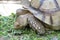 A big Ploughshare Tortoise feeding on some green vegetables