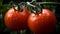 Big plump tomatoes hanging on the vine close up - medium red tomatoes,