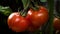 Big plump tomatoes hanging on the vine close up - medium red tomatoes,