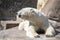 Big polar bear closeup lying having extended paws