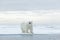 Big polar bear on drift ice edge with snow a water in Arctic Svalbard