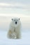 Big polar bear on drift ice edge with snow a water in Arctic Svalbard