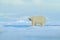 Big polar bear on drift ice edge with snow a water in Arctic Svalbard, big white animal in the nature habitat, foggy mountain in