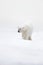 Big polar bear on drift ice with snow, clear white photo, Svalbard, Norway