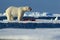 Big polar bear on drift ice with snow feeding kill seal, skeleton and blood, Svalbard, Norway