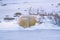 Big Polar Bear- Ursus maritimus - resting on snow drift in frozen tundra.