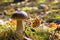 Big porcini mushroom in deciduous moss