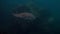 Big Porcupine Puffer Fish swimming in tropical salt water