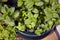 Big pot with green herbs on balcony, close-up, view from above . Home, urban garden. Lush herb plants: mint, basil, oregano leaves