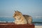 Big powerful beautiful gray cat sitting on the bench. in the background is the sea.