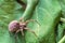 Big predatory spider wolf hiding on a green leaf