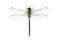 A big and pretty dragonfly, Aeshna cyanea, on white ground