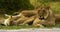 Big pride of African lions chilling out & grooming