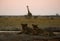 Big pride of lions coming in to drink, giraffe silhouette behind them