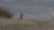 Big Pronghorn Antelope Buck
