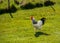 A big and proud black and white cock strolling across a lawn