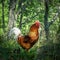 A big, proud rooster in a green forest