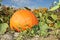 Big pumpkin in garden