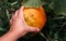 Big pumpkin growing on a pumpkin patch. Touch the pumpkin with one hand. Farm for growing vegetables, pumpkin for Halloween