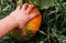 Big pumpkin growing on a pumpkin patch. Touch the pumpkin with one hand. Farm for growing vegetables, pumpkin for Halloween